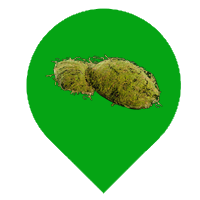 苔藓